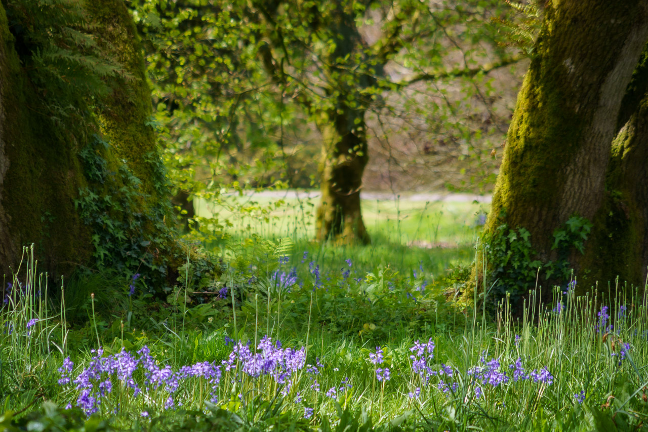 Bluebells by the trees