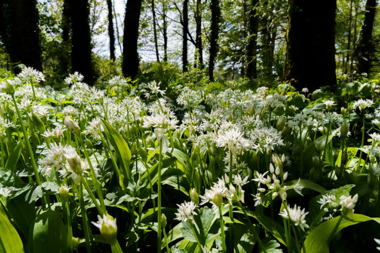 Fragrant Wild Garlic