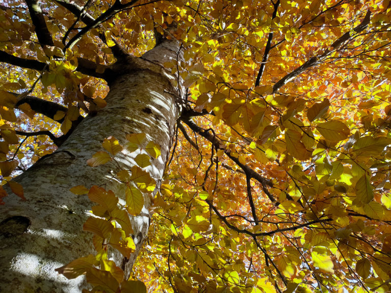 Golden Spring Leaves