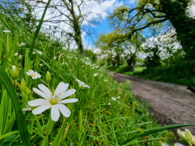 Roadside Flowers