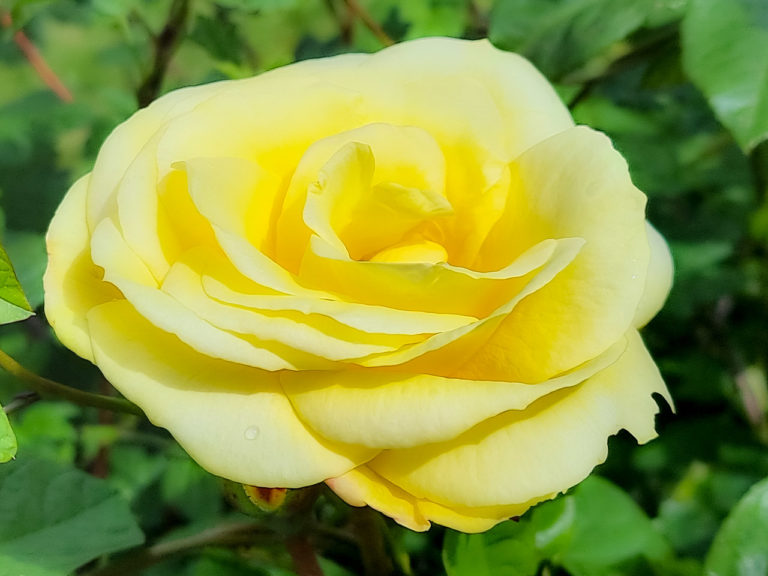 My Father in Law's Yellow Rose