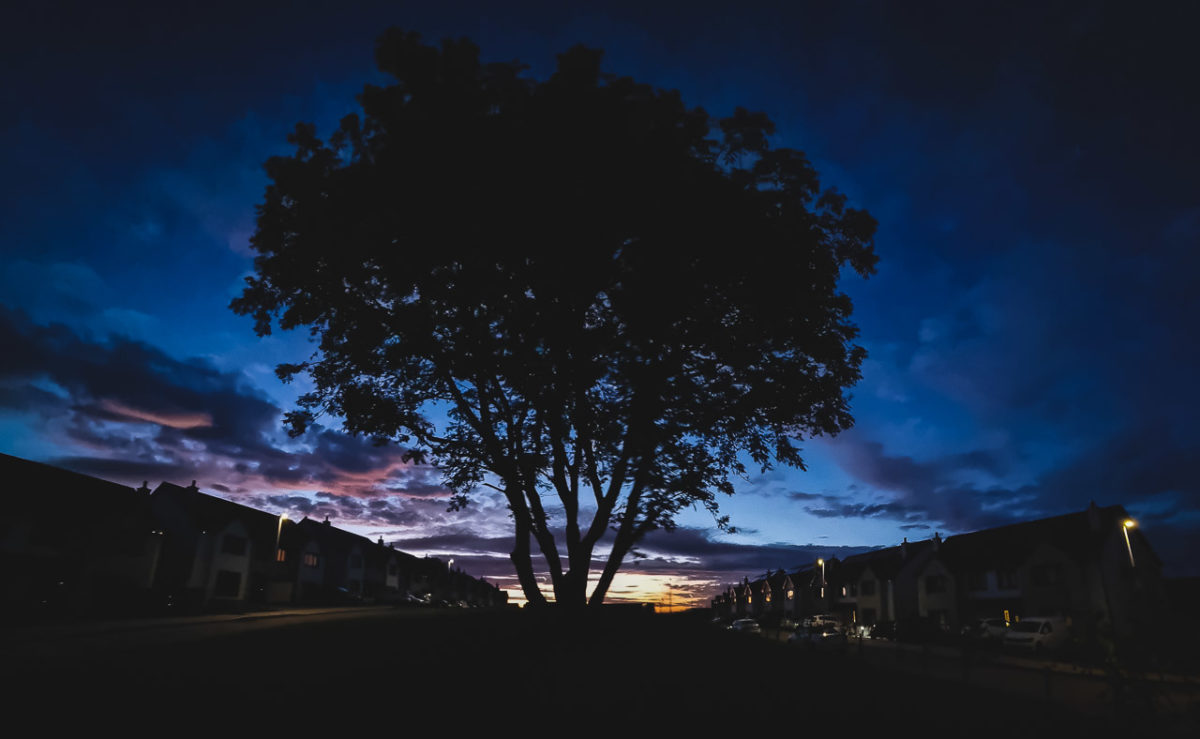 Tree After Sunset