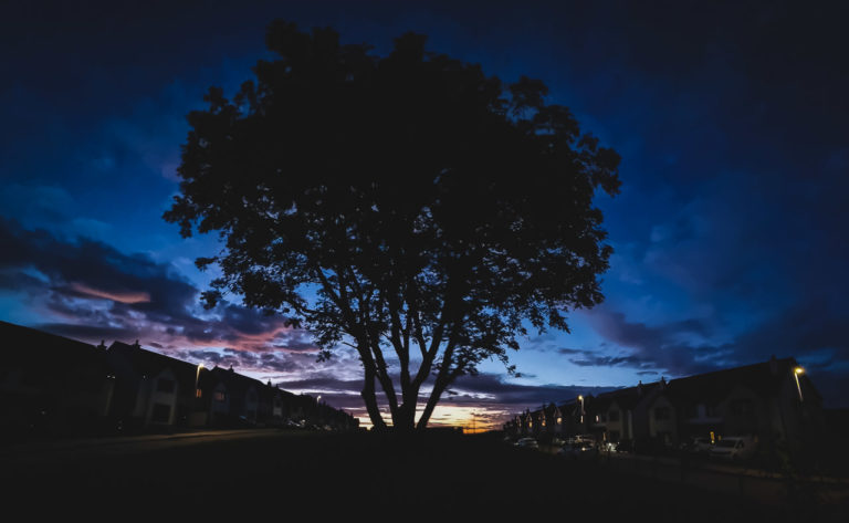 Tree After Sunset