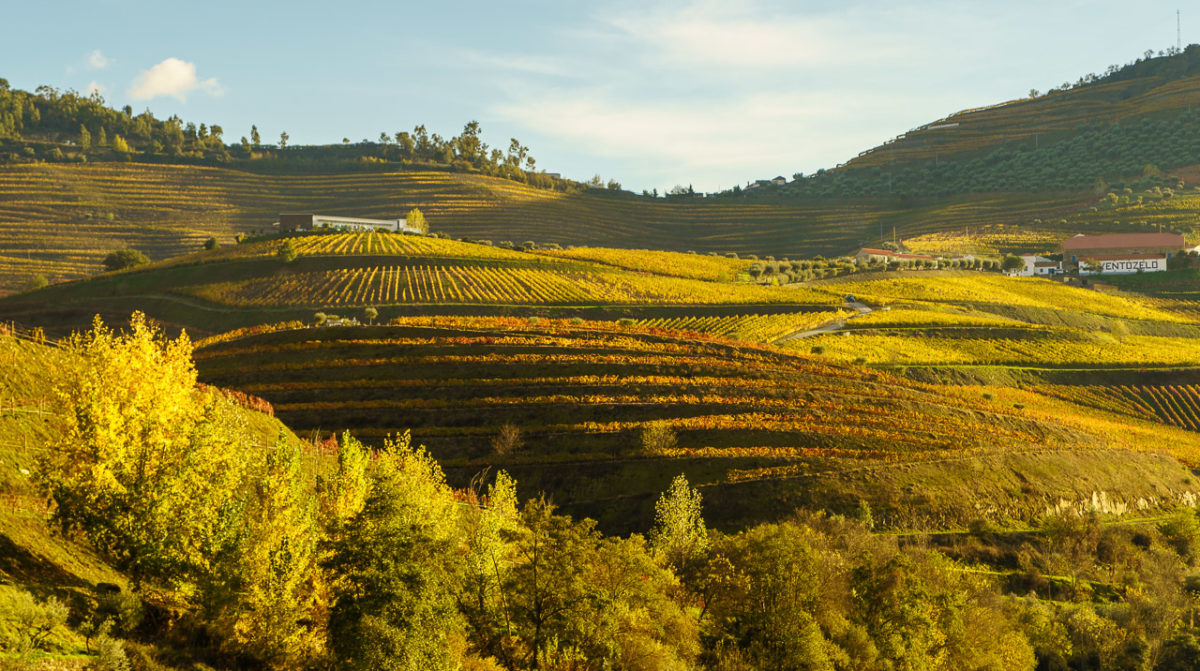 The Hills of The Douro Valley