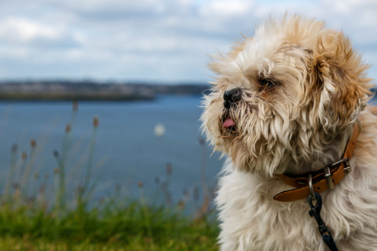 Oscar looking out to sea