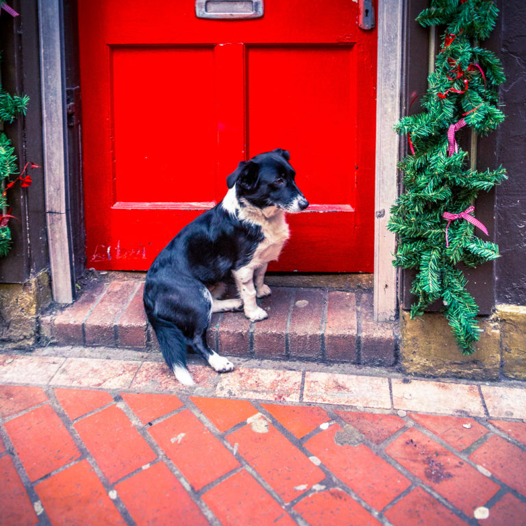 The dog and the red door
