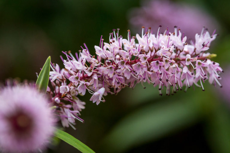 The Pink Butterfly Bush