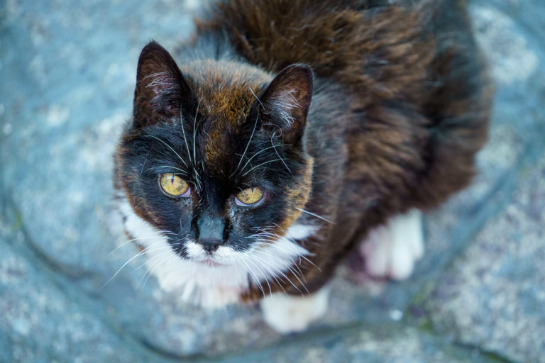 The Mother of our Cats