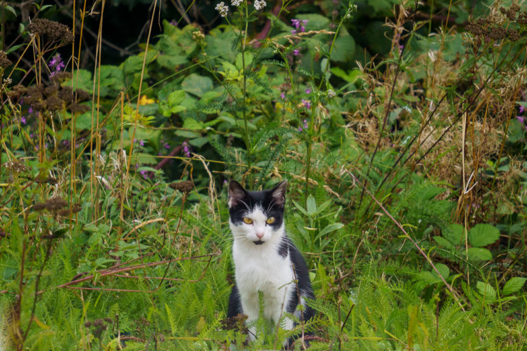 The Cat in the Ditch