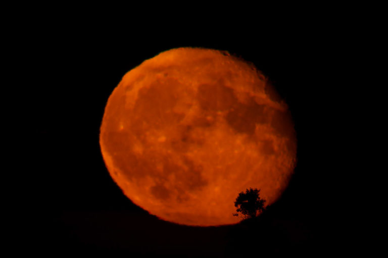 Red Moon and the tree