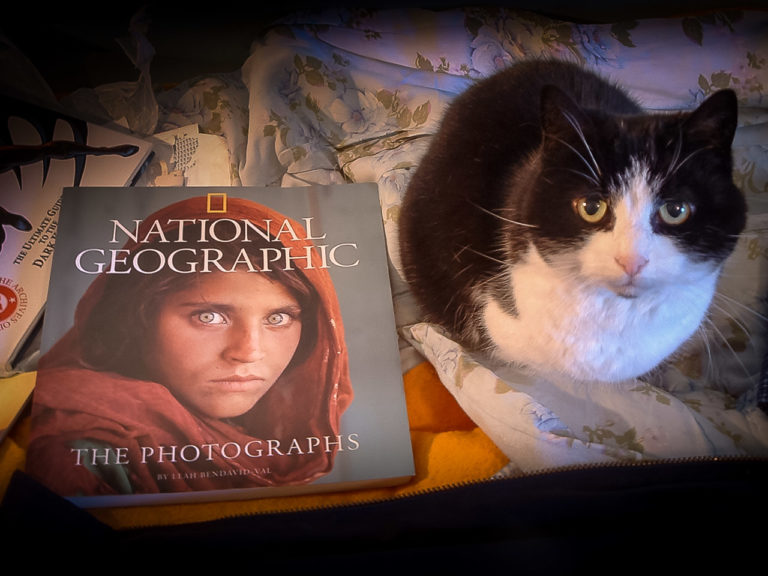 Sharbat Gula and My Cat