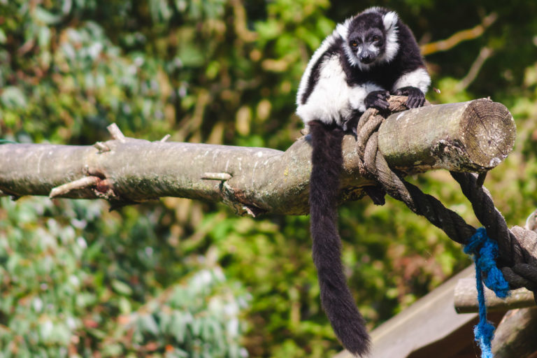 Fota's Black and White Ruffed Lemur