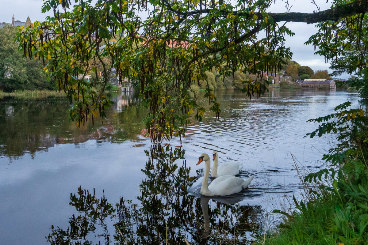Swans on the River Lee