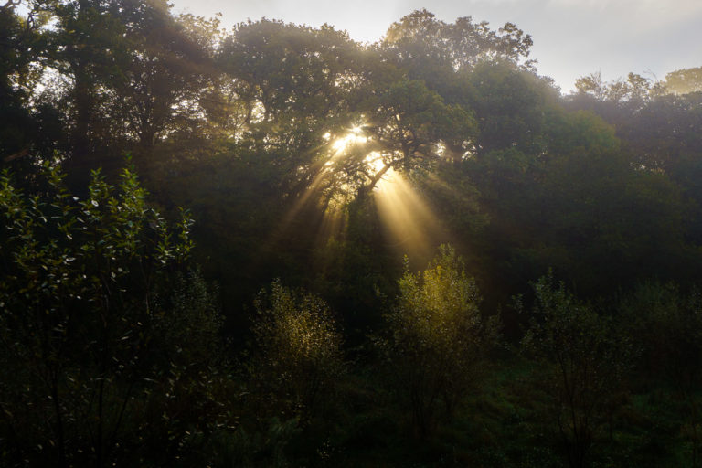 Light Shines Through