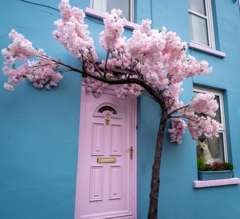 Cherry Blossom and the Dog