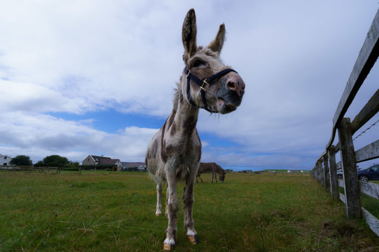 A Donkey at Tullagh Strand