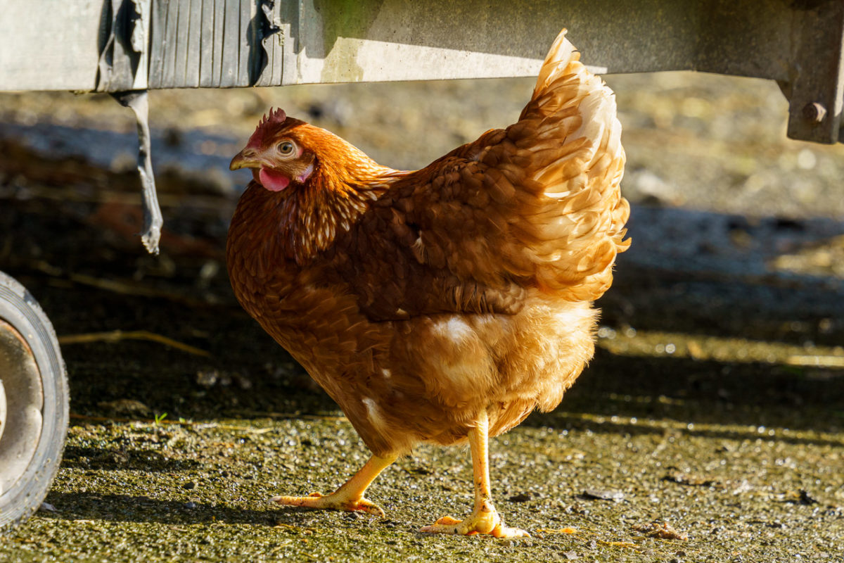 cluck cluck