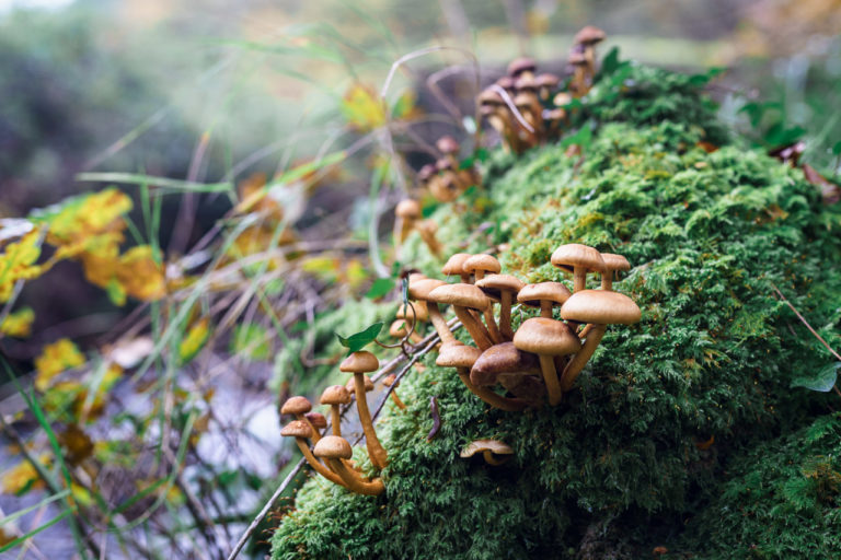 Bunches of Mushrooms