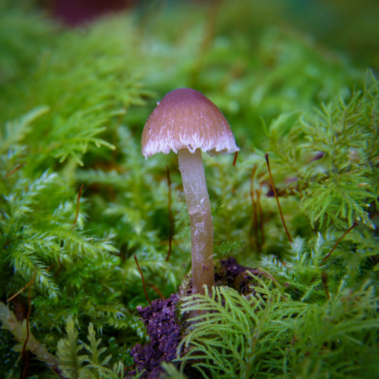 Tiny Mushroom