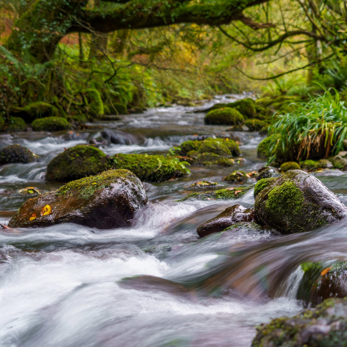 Rocks in the stream