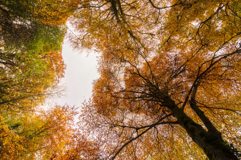 Autumn Colours in Blarney Castle Gardens