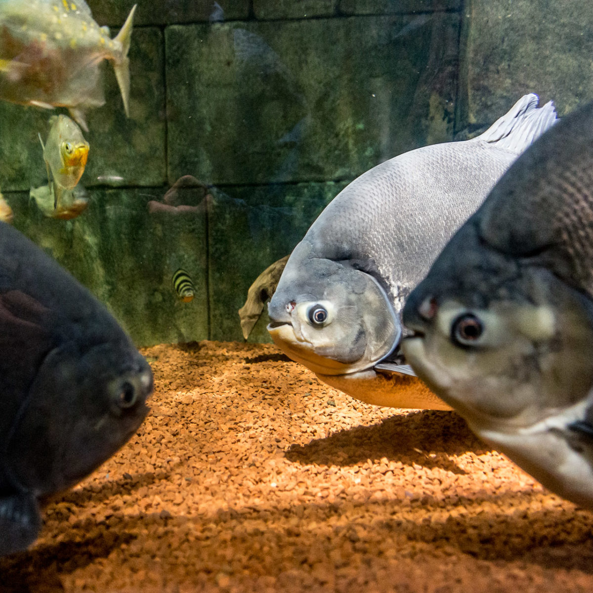 Fishy Gossip