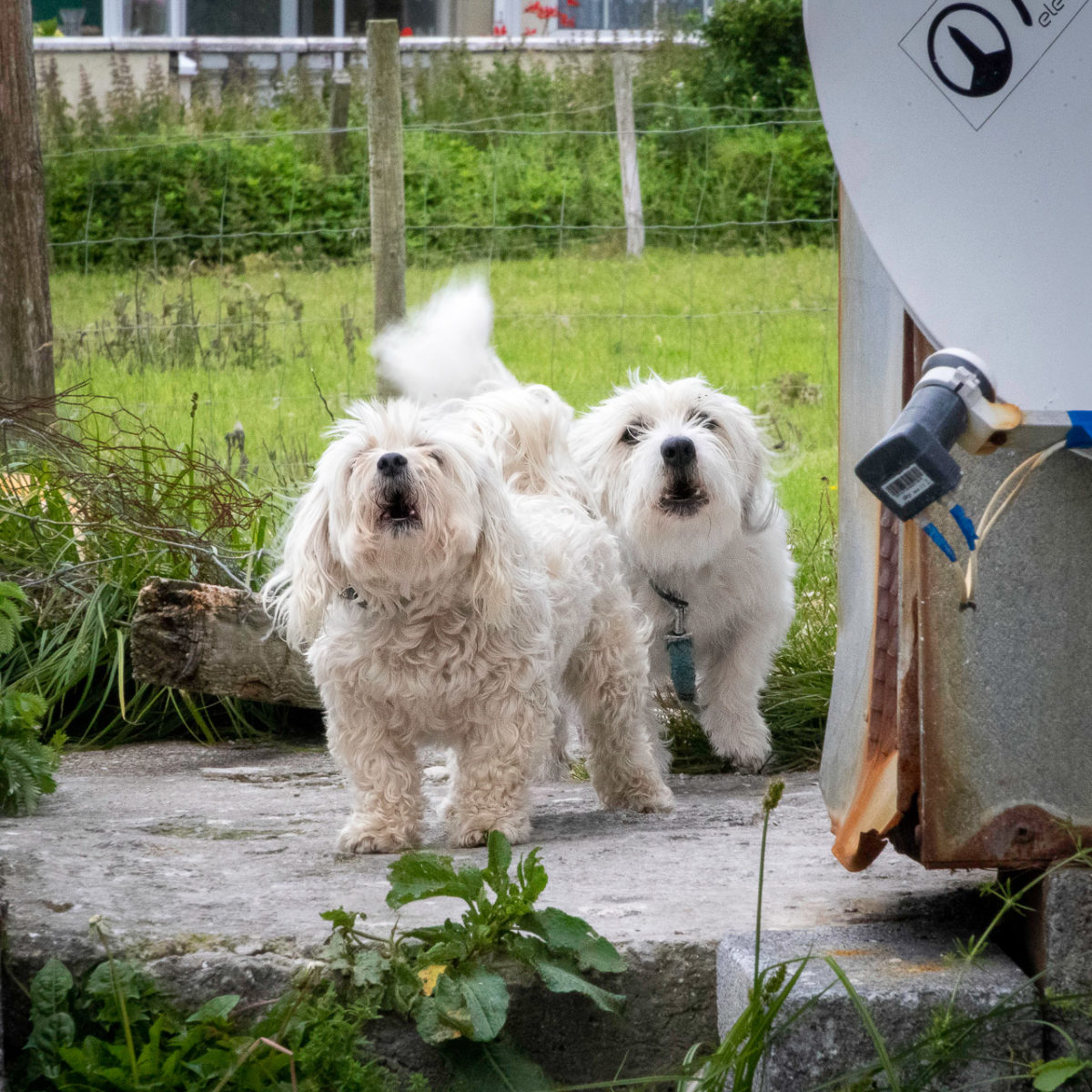 Woof! Woof!
