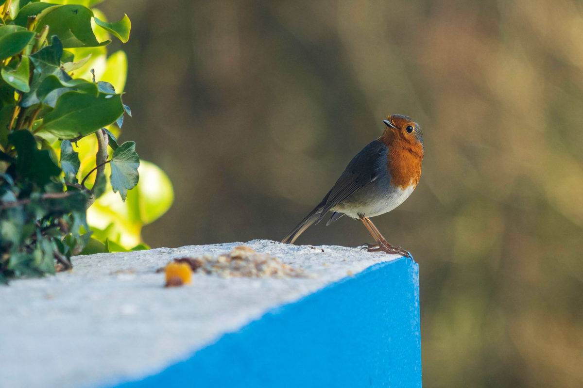 Little Robin on the Wall