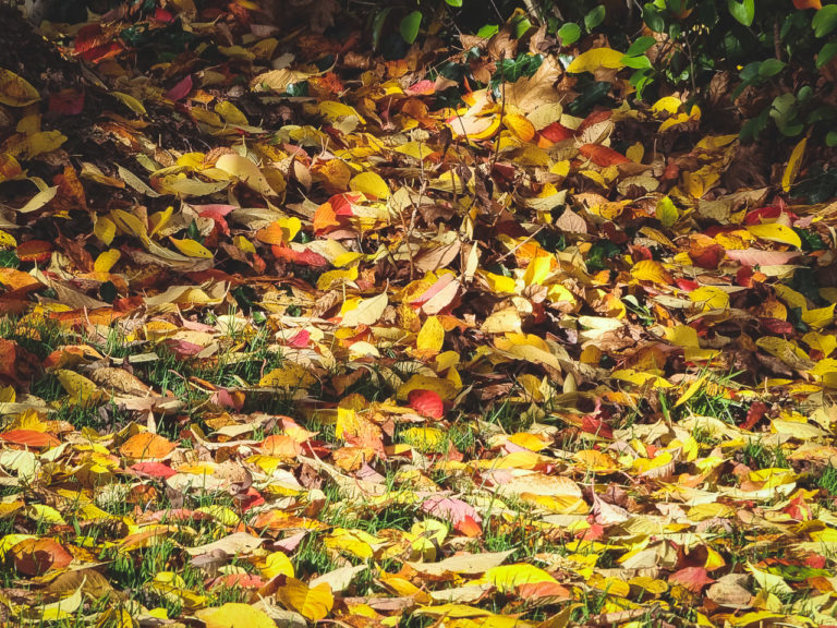 The colours of Autumn