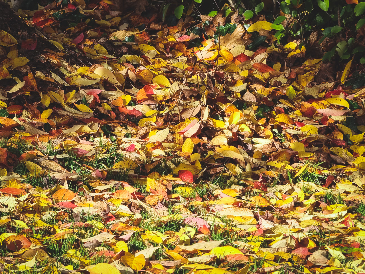 The colours of Autumn