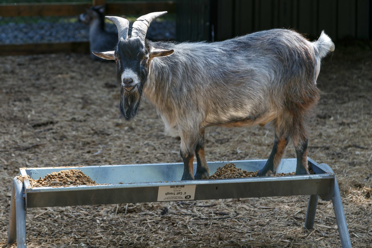 A goat in his food