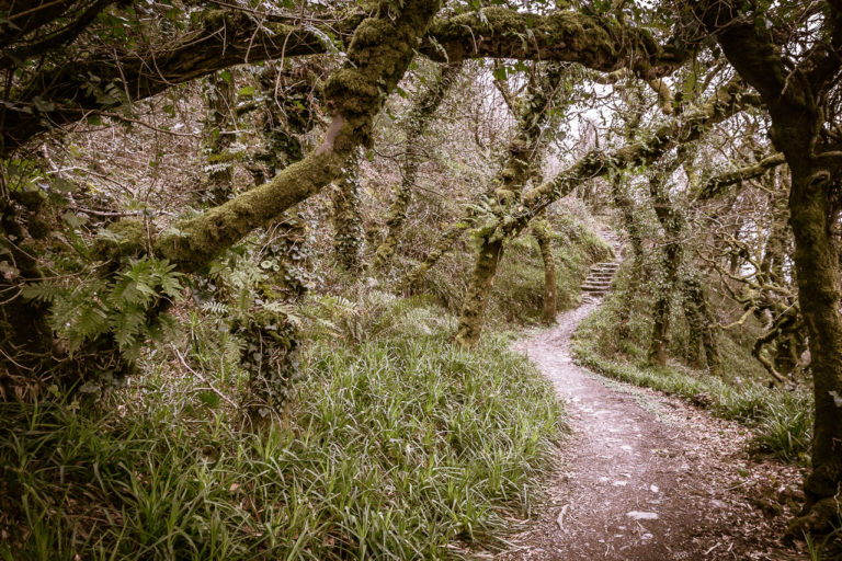 A path through the woods