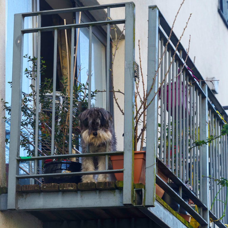 Dog on the balcony