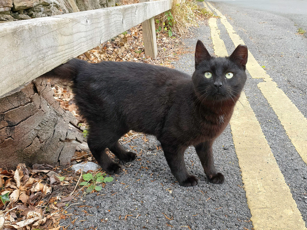 Little Black Cat