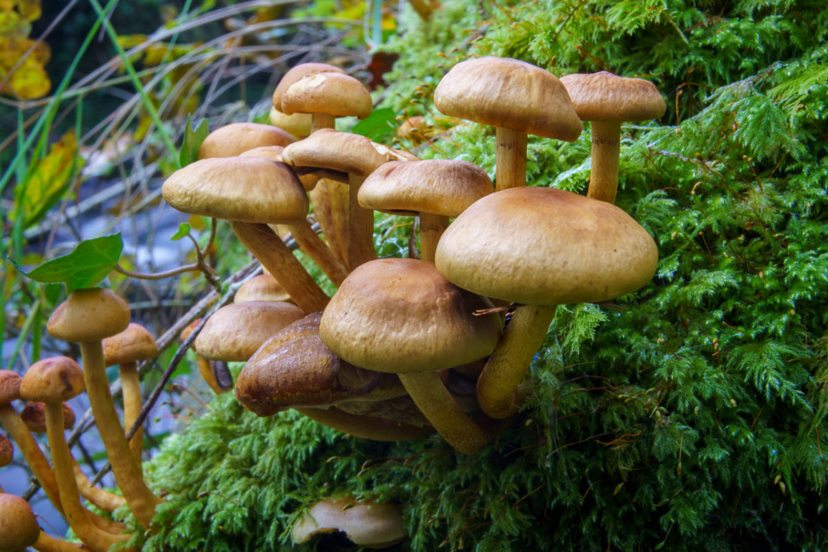 Mushrooms on a Tree