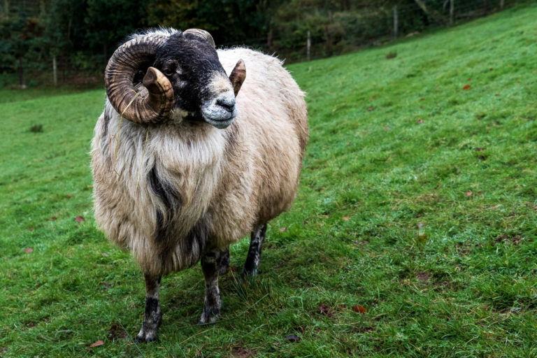 A Sheep with horns