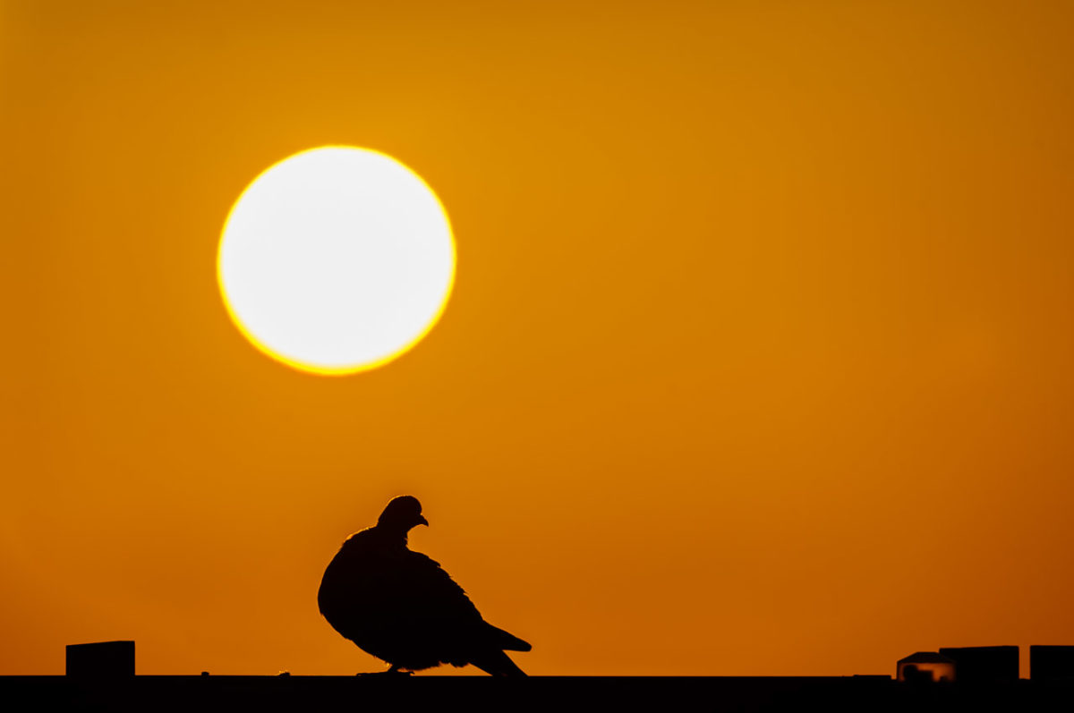 A pigeon in the sun
