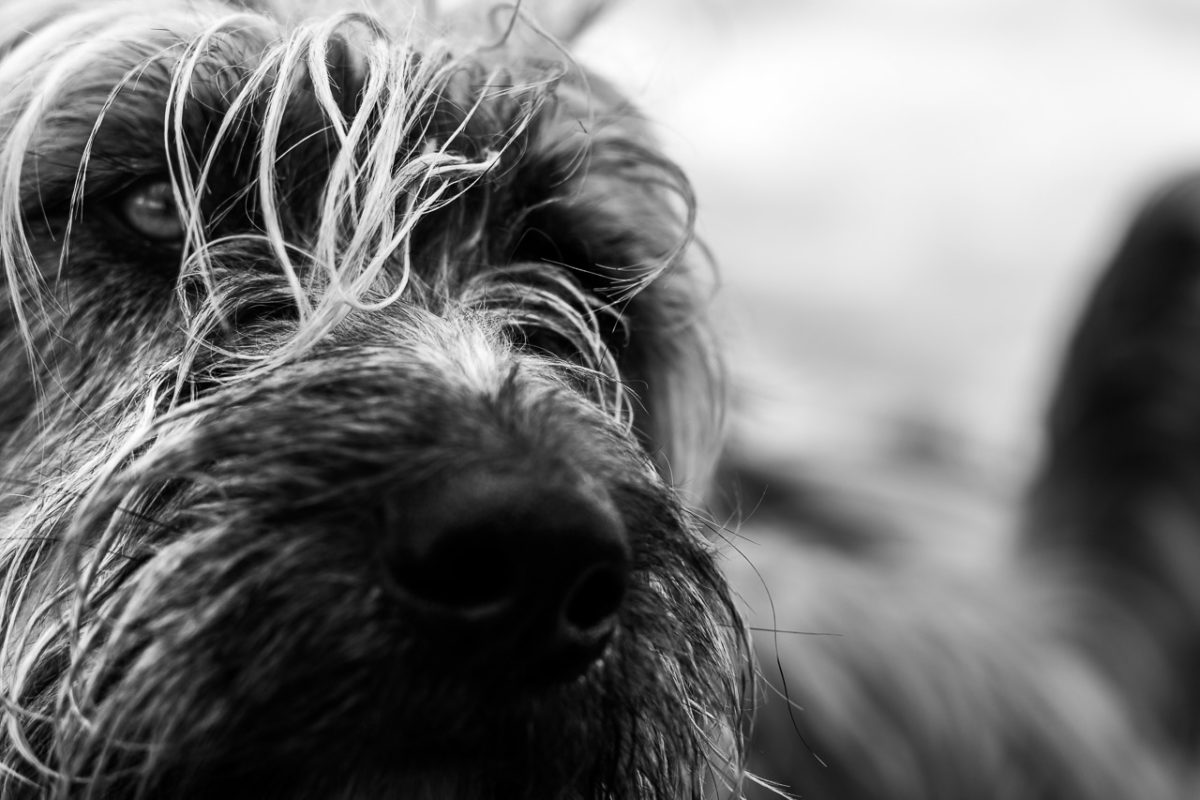 Attentive Eye