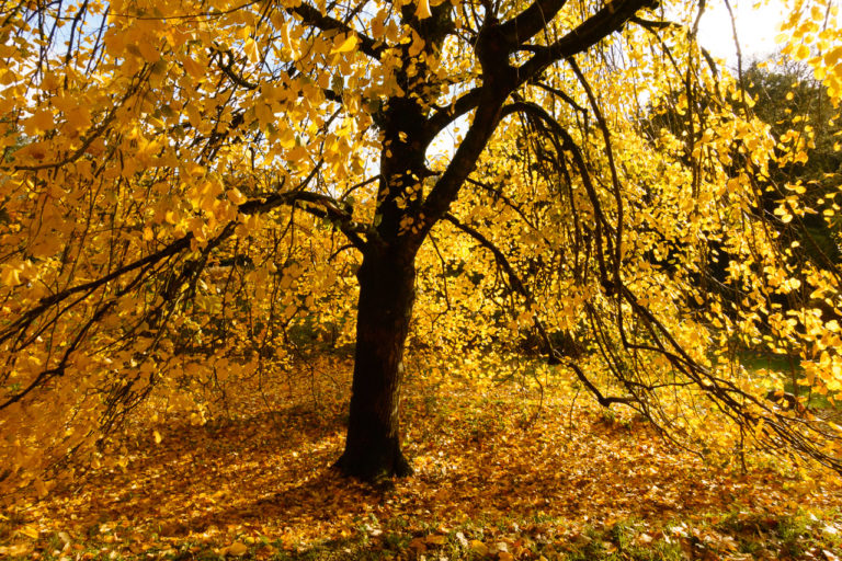 The Colours of Autumn
