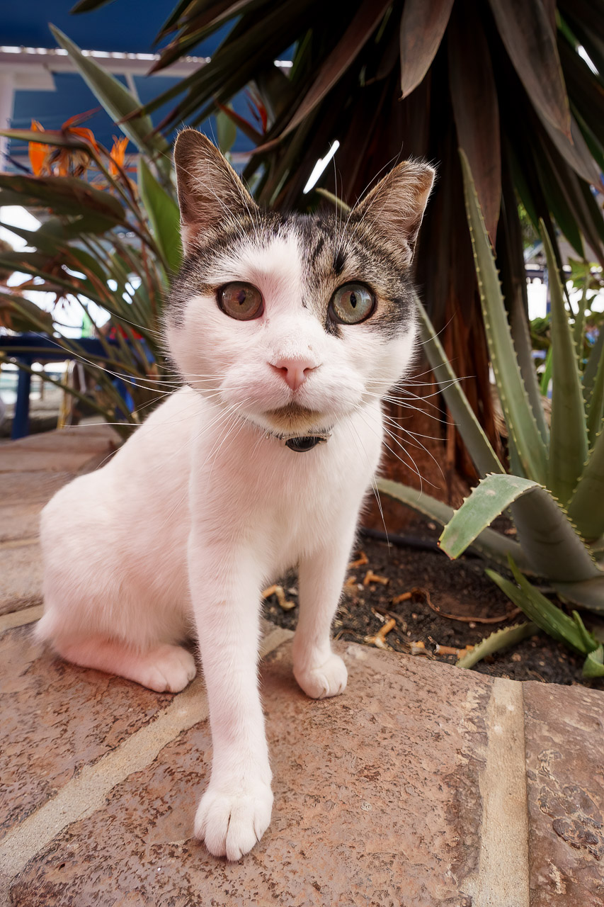 A Very Curious Cat