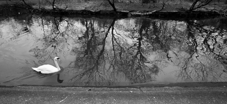 A swan in the Atlantic Pond
