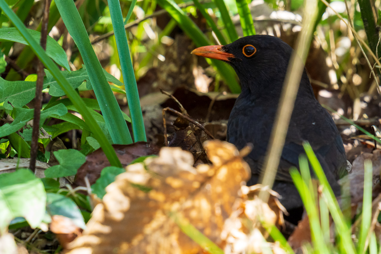 Blackbird in the bushes