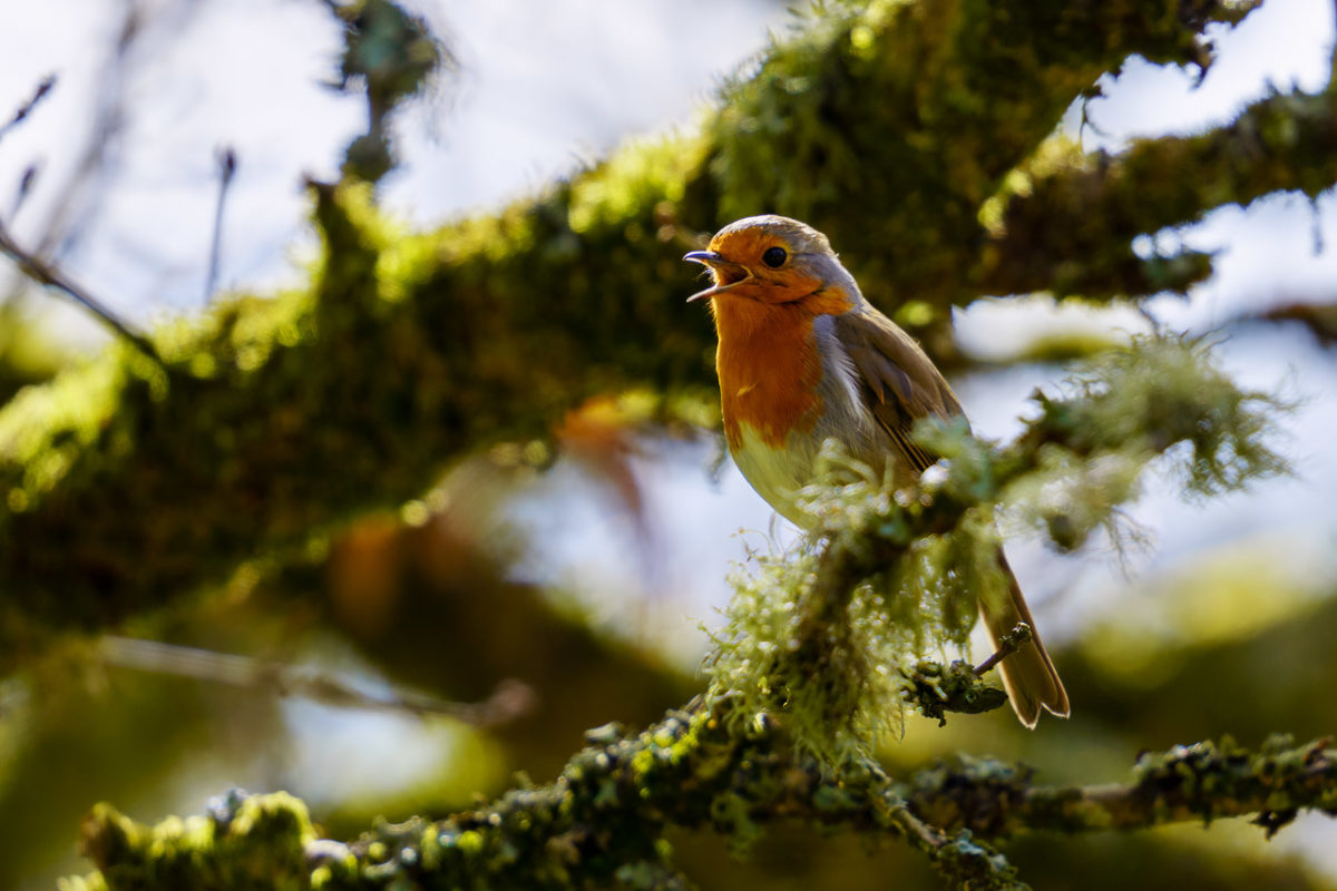 Robin Calling
