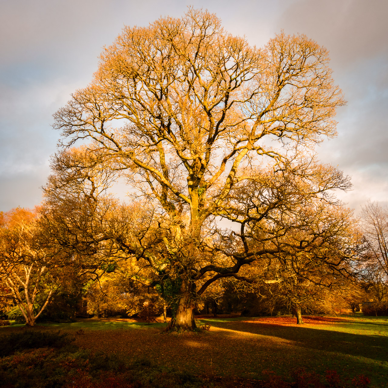 A tree at sunset