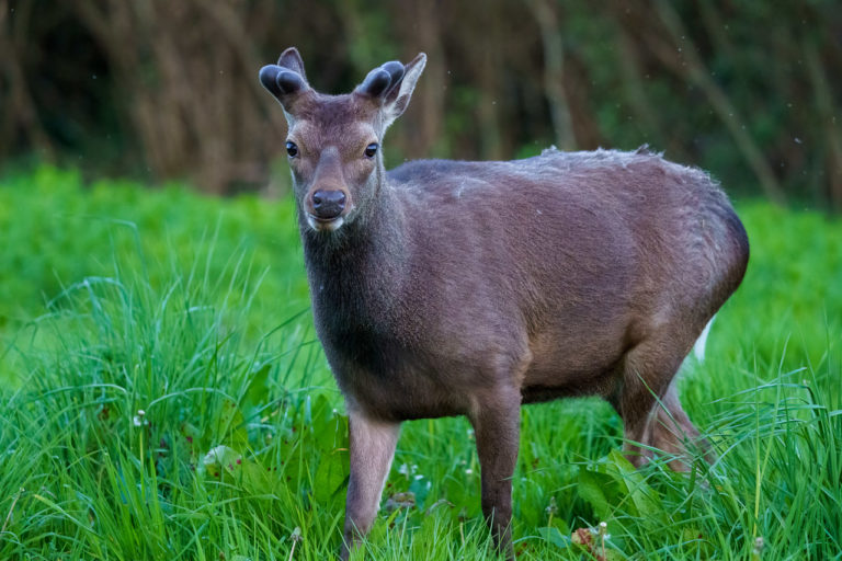 The Clougheenmillcon Deer