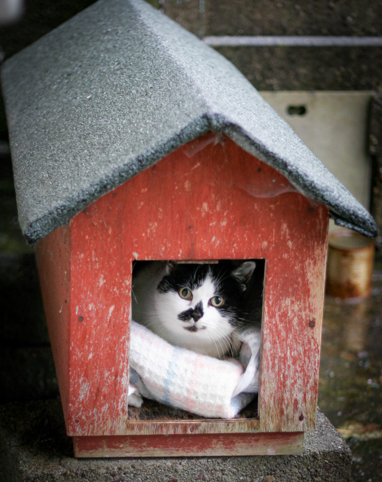 The cat’s in the cradle