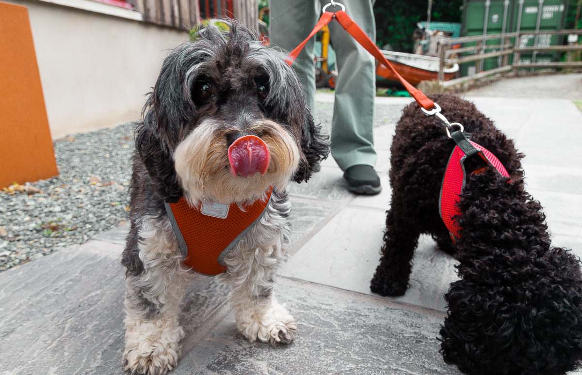 Doggy Friends