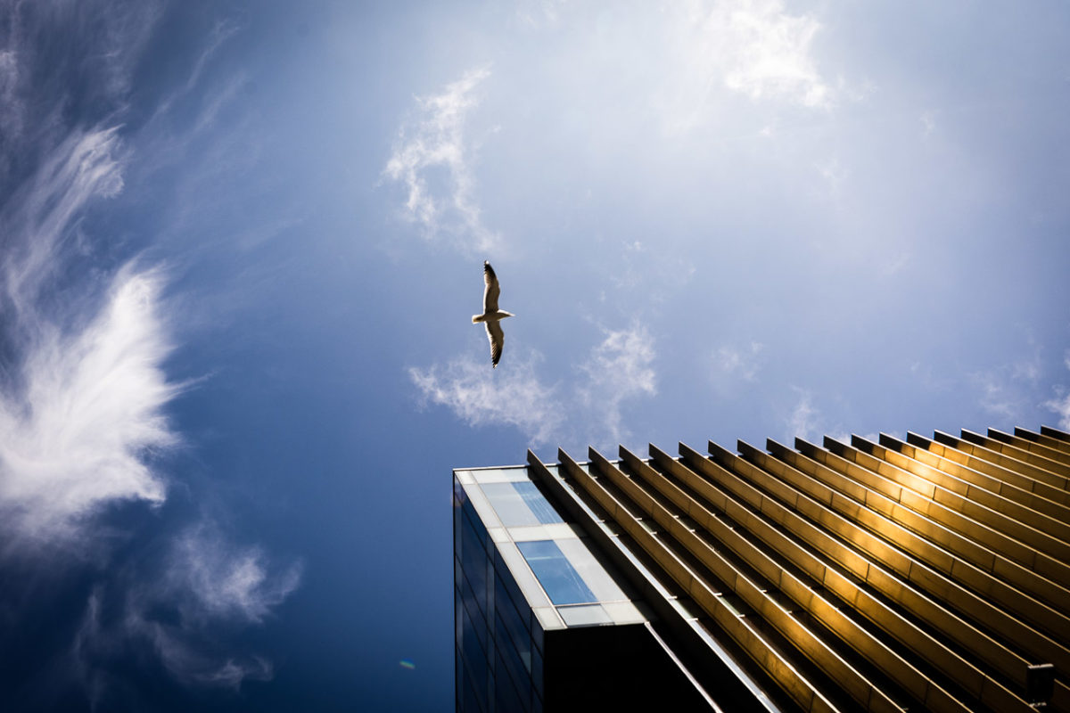 Bird Flying High