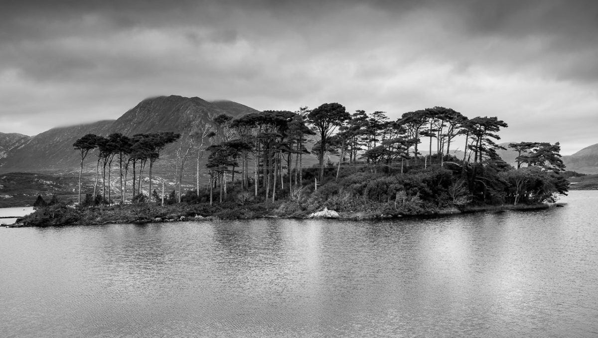 Pine Island in Black and White