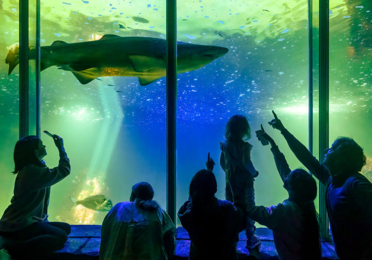 A shark in the aquarium